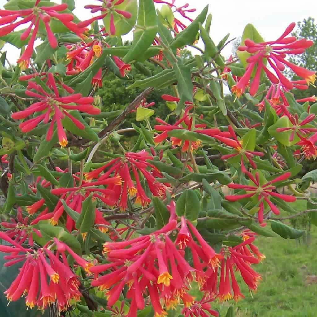 ~MAJOR WHEELER~HONEYSUCKLE VINE Lonicera Sempervirens ~POTTED 4-8″ STARTER PLANT
