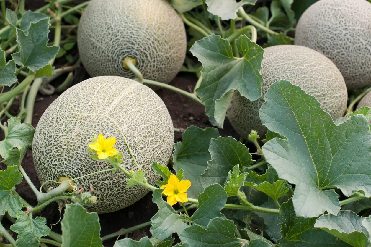 Iroquois Melon Seeds, NON-GMO, American Cantaloupe, Muskmelon, FREE SHIPPING