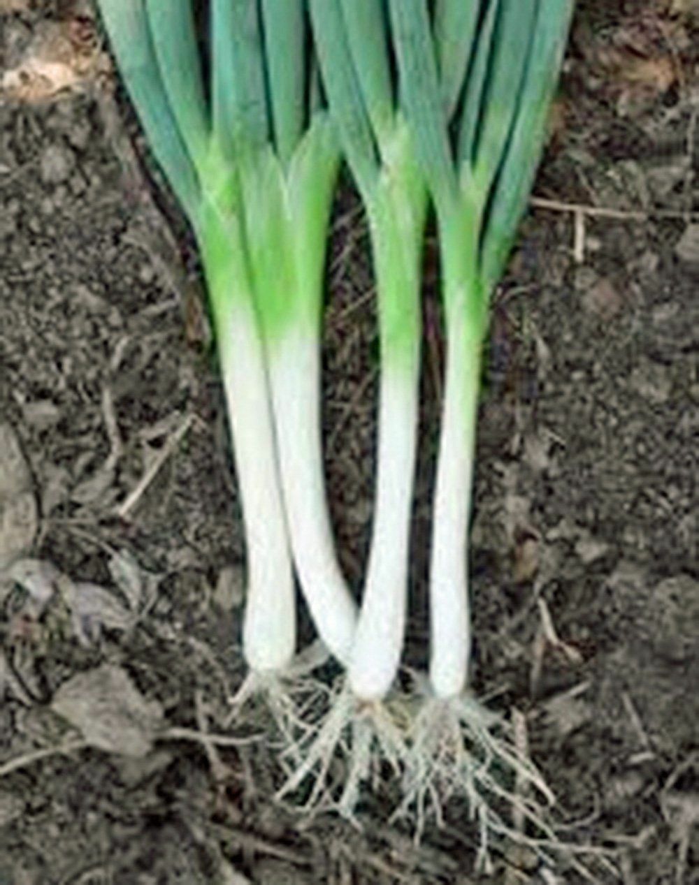 300 TOKYO WHITE LONG BUNCHING ONION SEEDS FRESH HARVEST FOR 2024 GARDENS