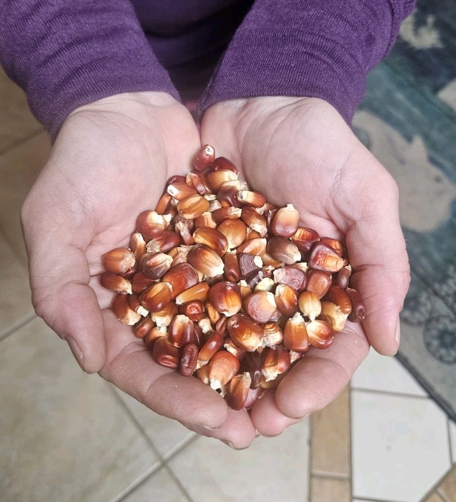 Nayarit Jala Rojo Corn Seeds (50) / Mexican Heirloom / Super Rare