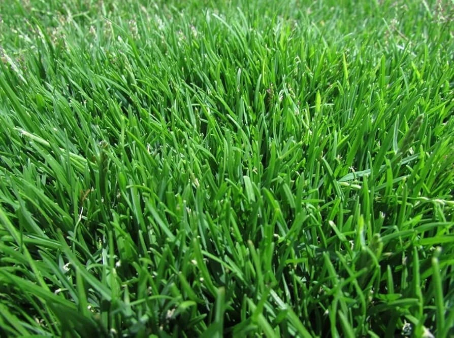 🥇360,000 Emerald Zoysia Grass Seeds | Premium Lawn Turf Drought & Heat Tolerant
