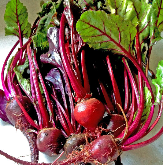 Ruby Queen Beet [Beta vulgaris} 150 Seeds | A Red Heirloom Non-GMO Free Shipping