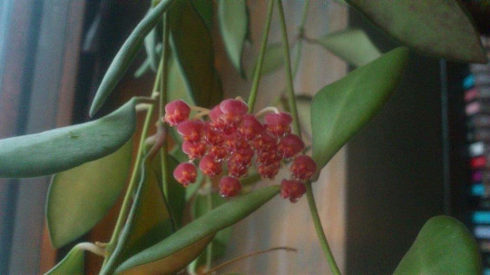 Hoya Bilobata – Easy Care Flowering Tropical Outdoor & House Plant