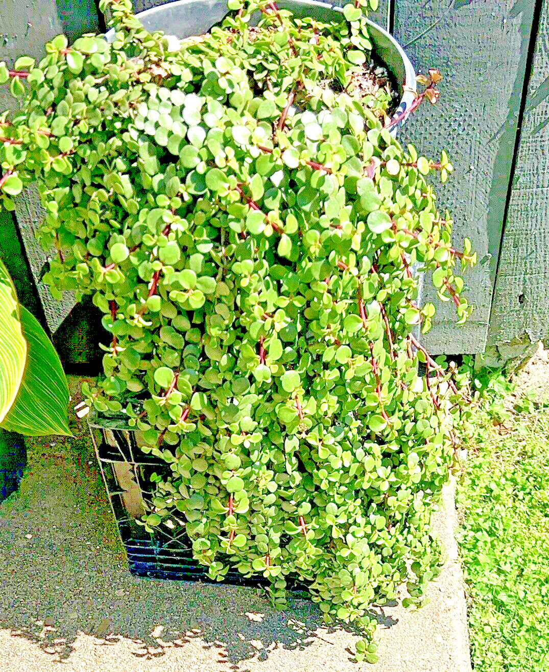 Live Portulacaria Afra Elephant Bush Jade Cuttings x6 Easy Succulent Plant