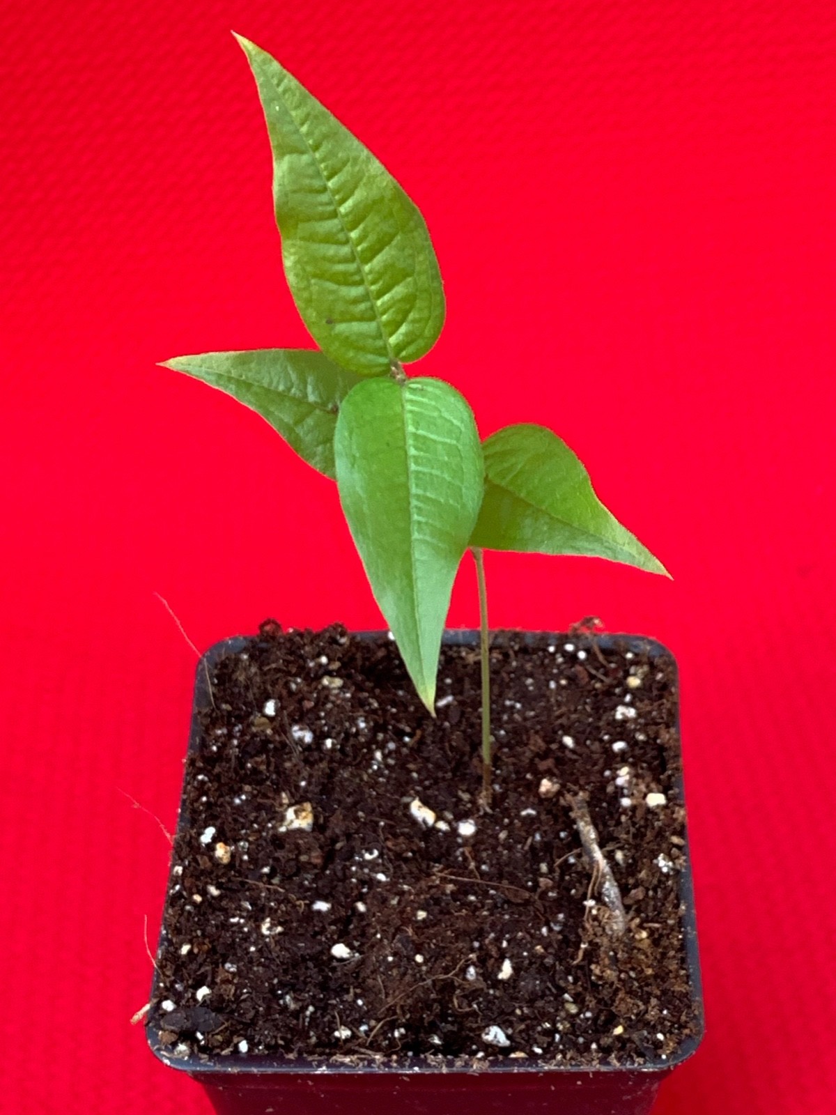 White Jaboticaba Plinia Aureana Large Leaf Brazilian Grape Fruit Tree Pot Plant