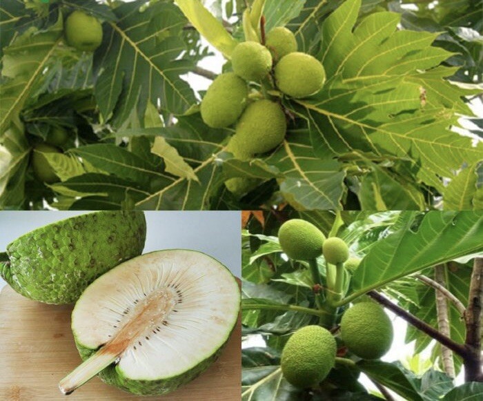Breadfruit Tree/ Ulu/ Sake/ Artocarpus altilis 3Gal Pot Tree.Ship UPS Overnight