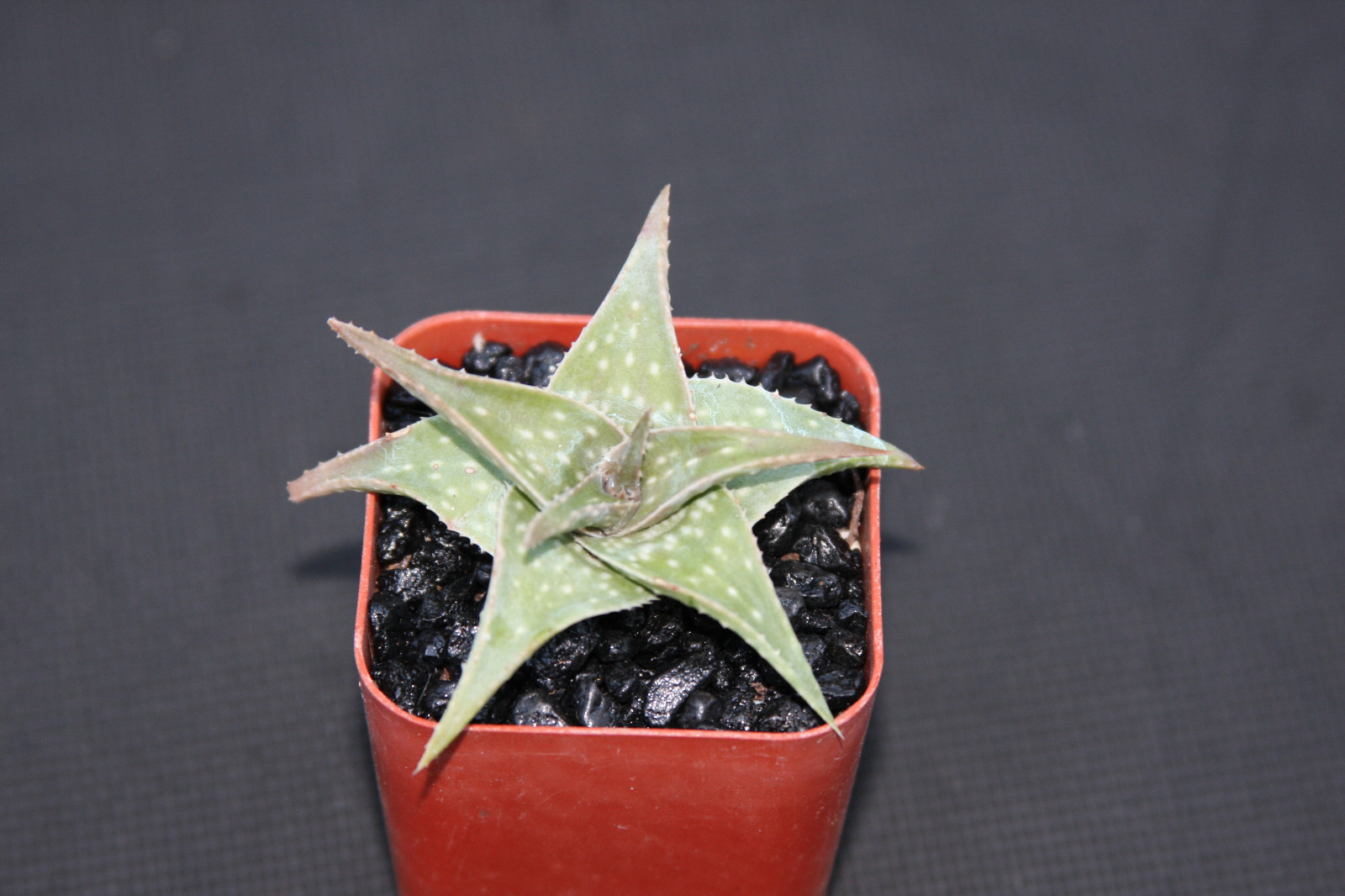Aloe cv Blue mist hybrid exotic raren color outdoor succulent plant cacti 2″ pot