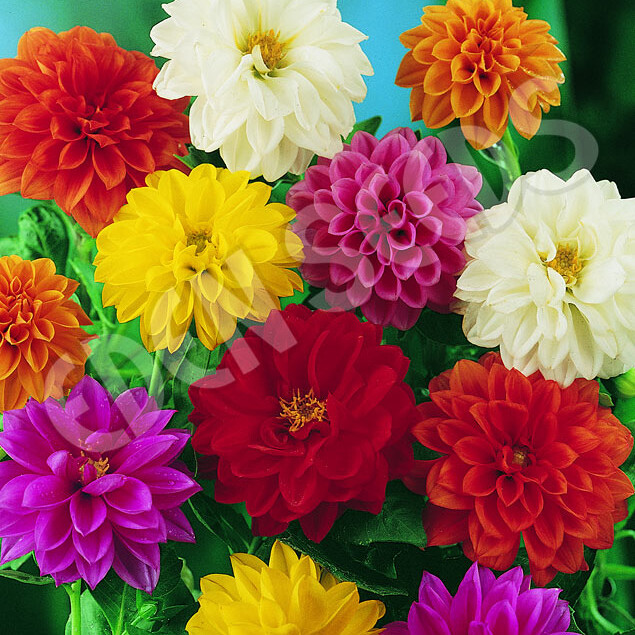 Unwins Bedding Dahlia Seeds | 20 – 400 Seeds | Non-GMO | Free Shipping | 1234