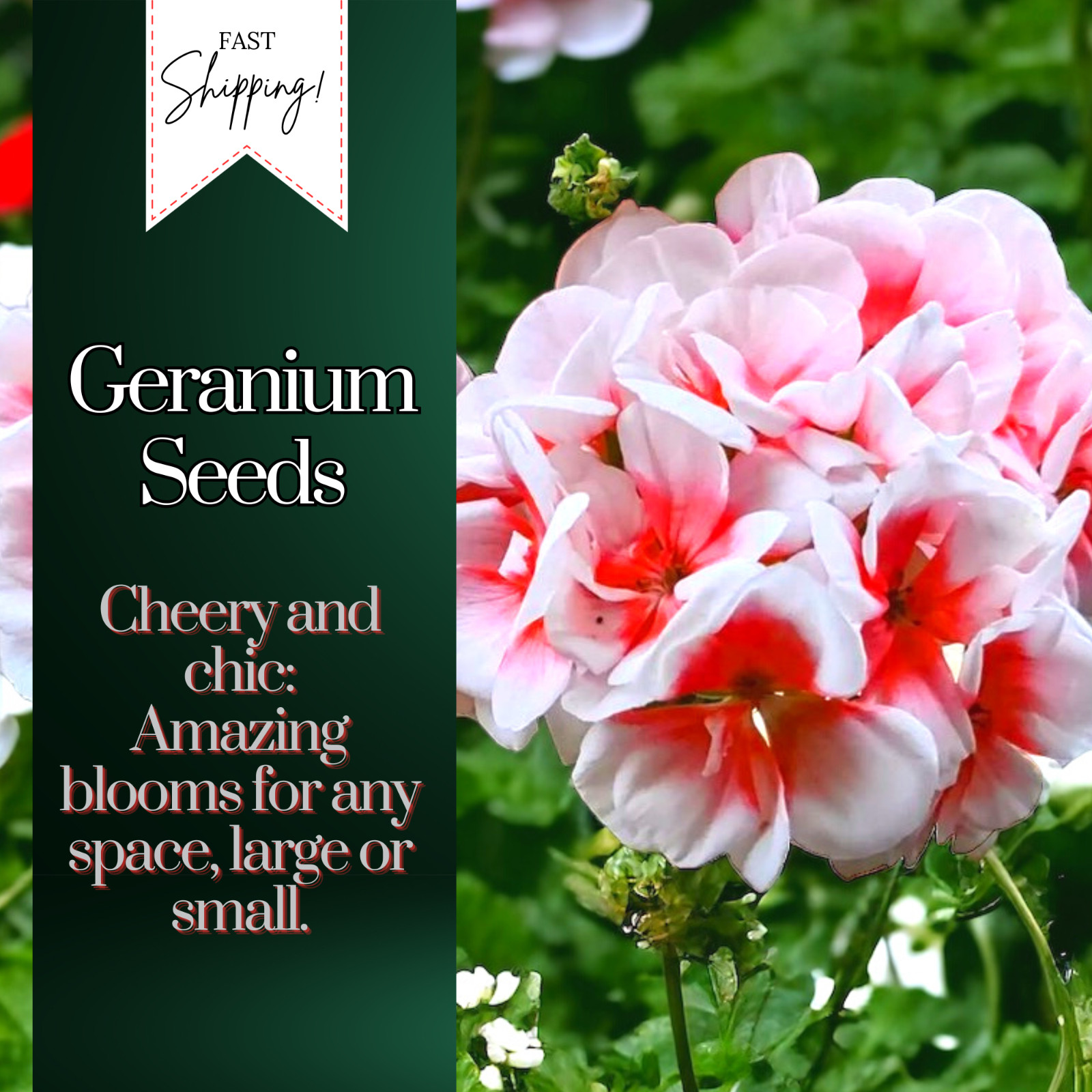 Packet Geranium Seeds – Fragrant – 100 Seeds