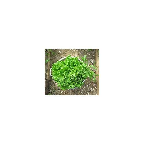 Lettuce Tango Great Heirloom Vegetable By Seed Kingdom 40,000 Seeds