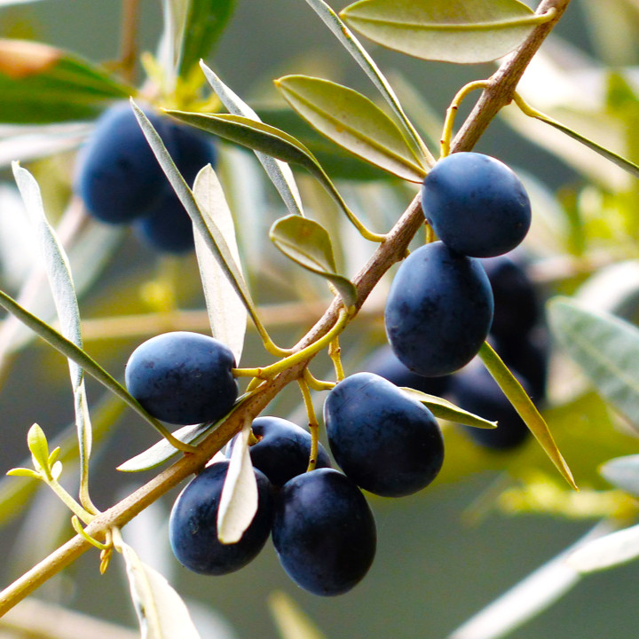 Canino Olive Tree Seeds | Italian Virgin Oil Perennial Seed 2024 Fast Shipping