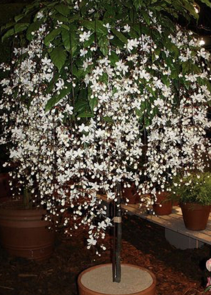 Clerodendrum Wallichii**Bridal Veil**Starter Plant**Rare**Stunning White Blooms!