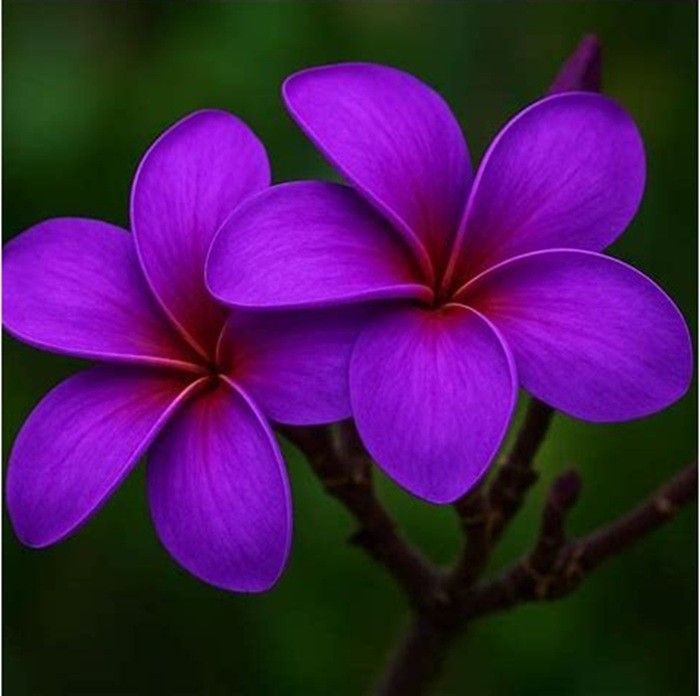 5 Dark Purple Plumeria Seeds Perennial Flowers Seed Frangipani US SELLER