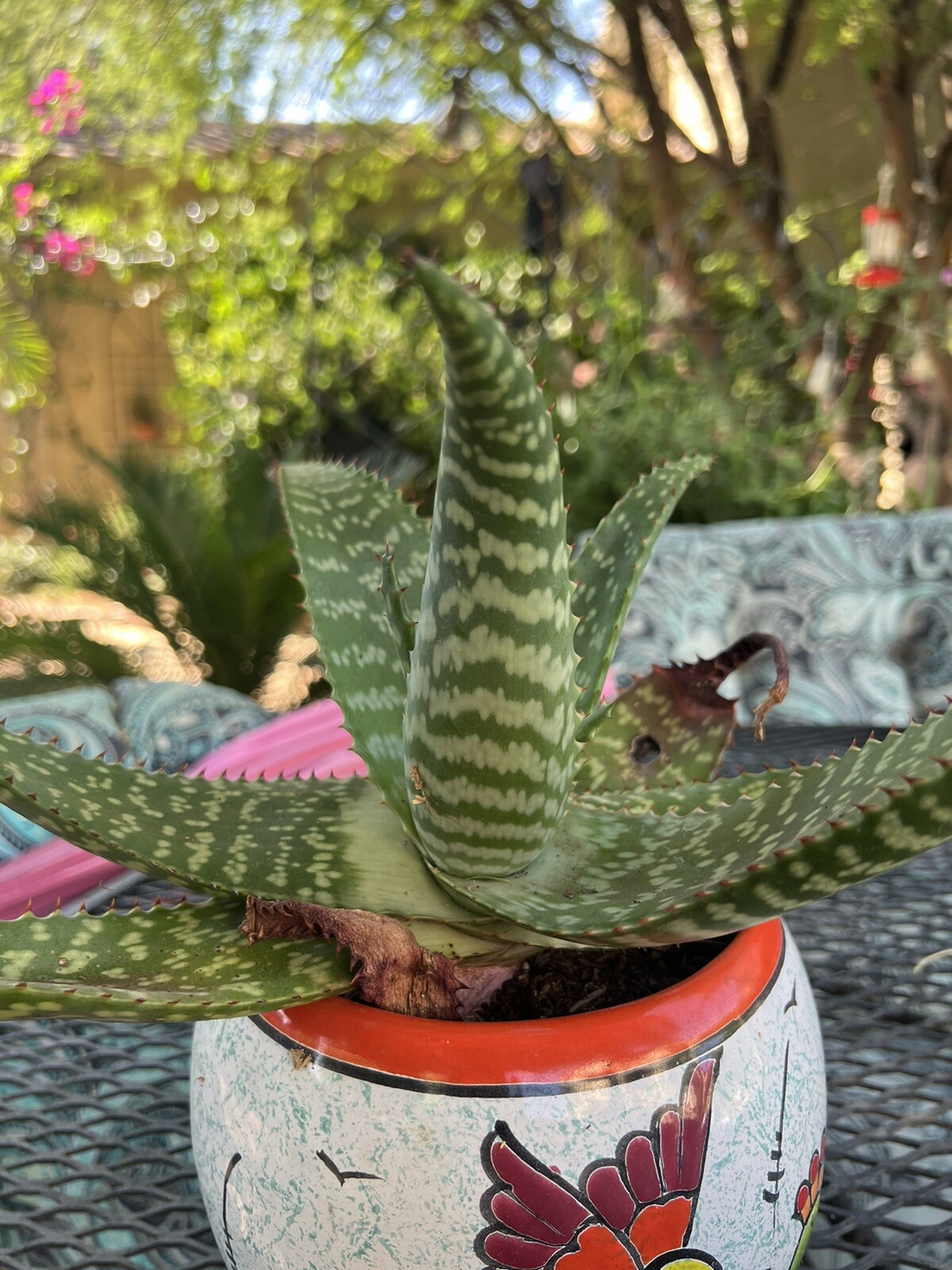 Aloe Musculata In Hummingbird Pot Medicinal Superfood Well rooted for 30 Days +
