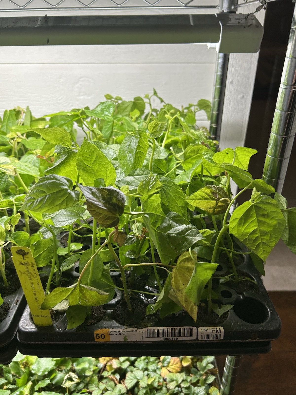 Aunt Lillie’s South Sea Salad Tree – 1 TC Plant/Plug –3-6 inch -Edible Leaves!