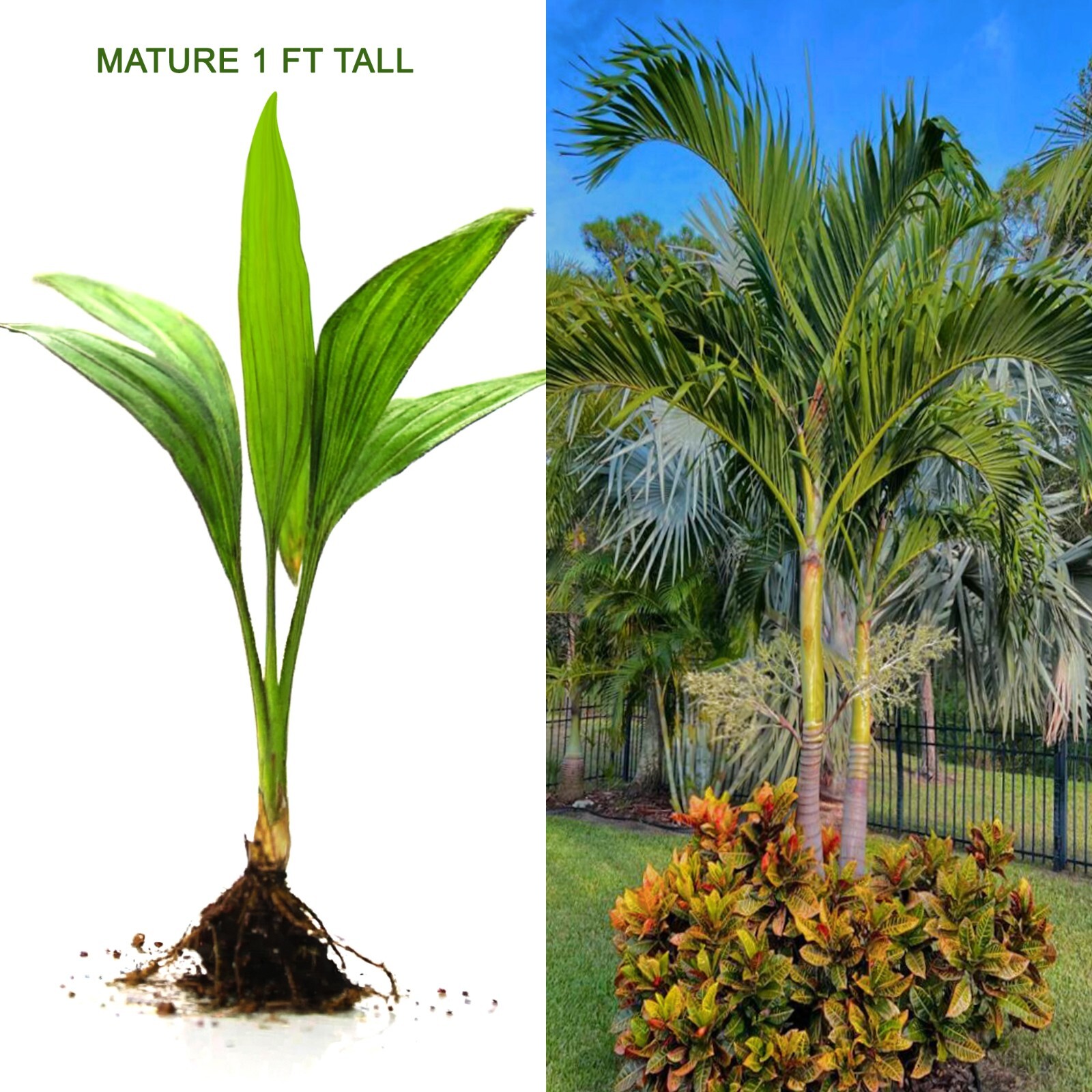 Live MATURE 1 ft tall : Bare root : Adonidia Merrillii Christmas Palm Tropical