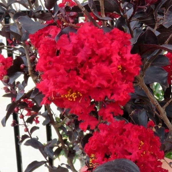 Ruby Thunderstruck Crape Myrtle Starter Lagerstroemia Rooted “STARTER” Plant