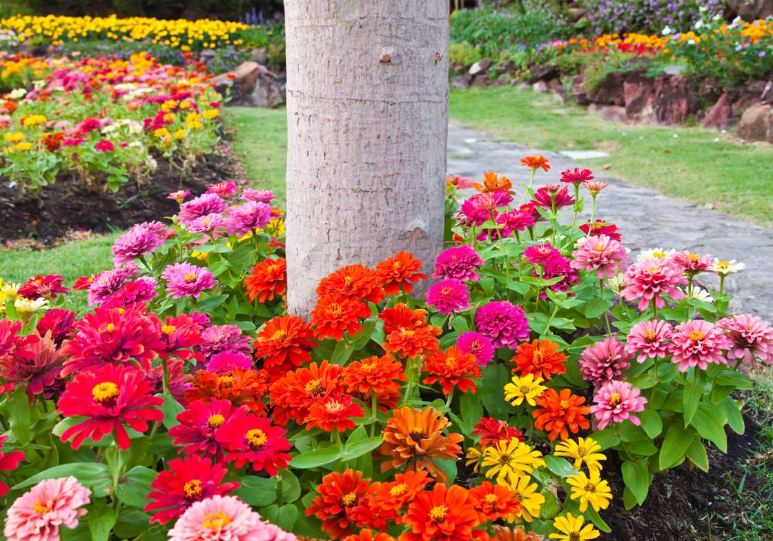 Rainbow Dwarf Zinnia Flower Garden Tree Ring Seed Mat 17×5 Spring to Fall