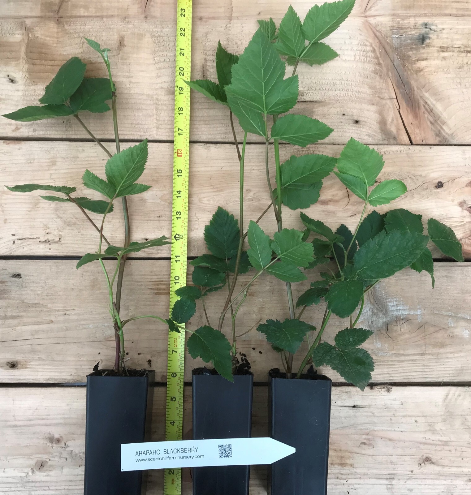 Arapaho Blackberry – Thornless – 2 Year – Potted Plants