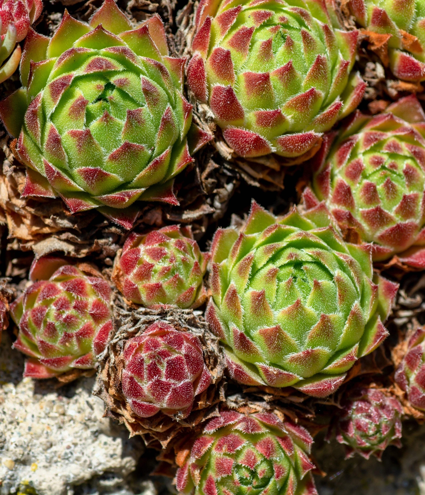 50 MOUNTAIN HOUSELEEK Hens & Chicks Sempervivum Montanum Green Red Pink Seeds